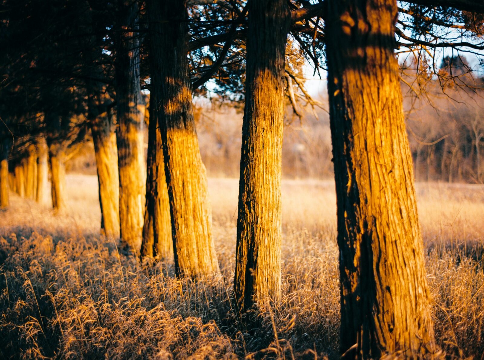 Evergreen trees are highlighed by sunlight giving a glow and shadows to the bark and surrounding grasses.