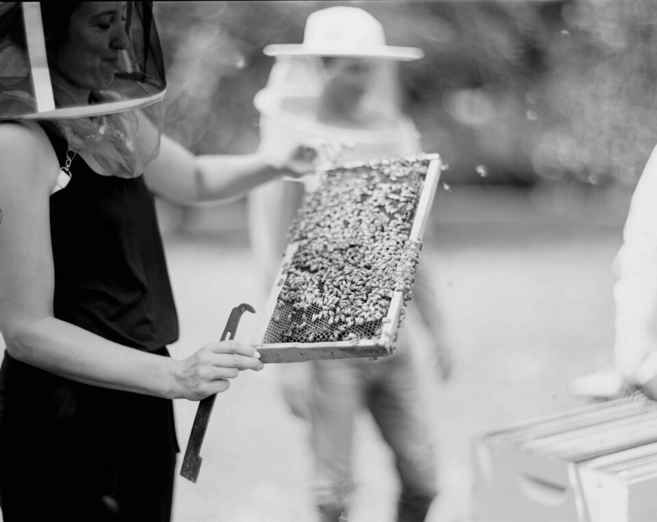 Woman holds bee tray with honey bees buzzing all around.
