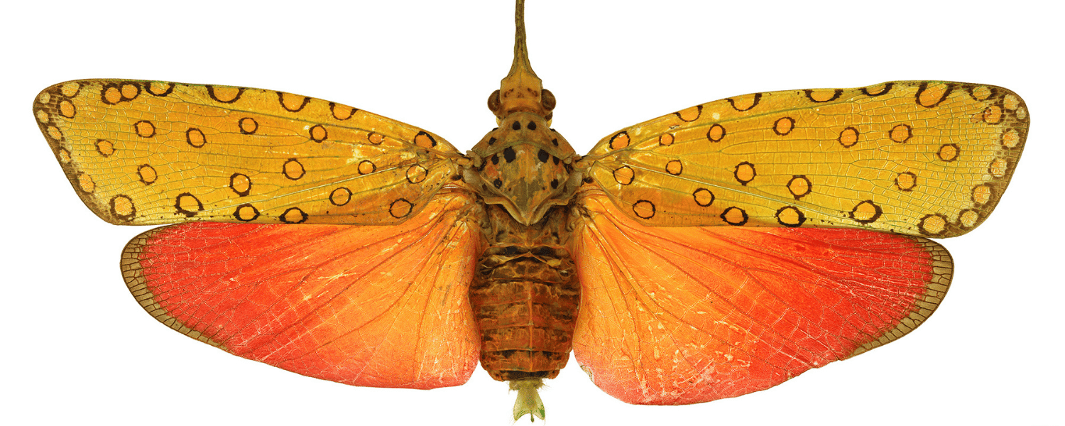 Orange lanternfly up close