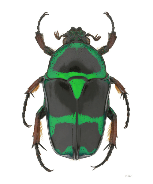 Up close view of a green and black beetle.